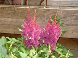 The most vivid of the astilbes now in bloom