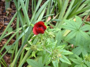 Shot's a bit fuzzy, but I think I will love potentilla. Great deep red! Only question is I know I bought more than one. Where did they go?