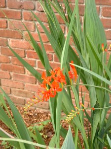 This is a red, not orange, crocosmia, with tall, spikey foliage. It's a member of the iris family. I'd like to transplant them to a more prominent location.