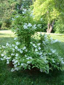 The first good year for our spirea (just a little cutting two years ago)