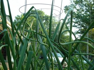 Time to harvest garlic scapes (how trendy!)