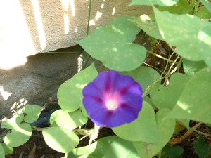 Just one of many morning glories out this afternoon