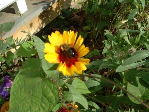Blanket flower is still going! And attracting bees