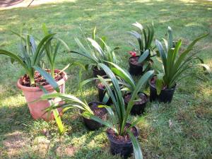 Eight Clivia containers