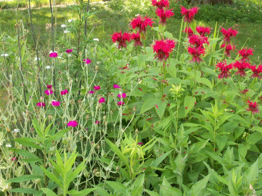 rose campion and bee balm
