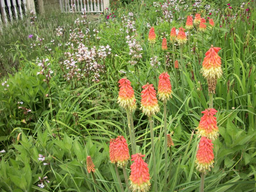 red-hot pokers and more