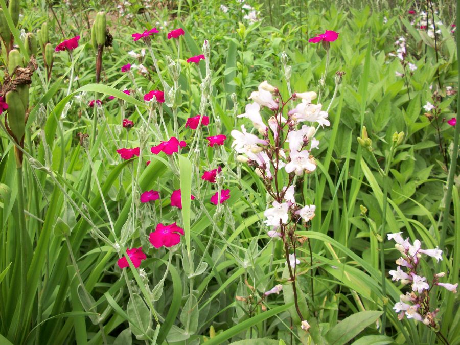 Rose campion and Penstemon Huskers Red