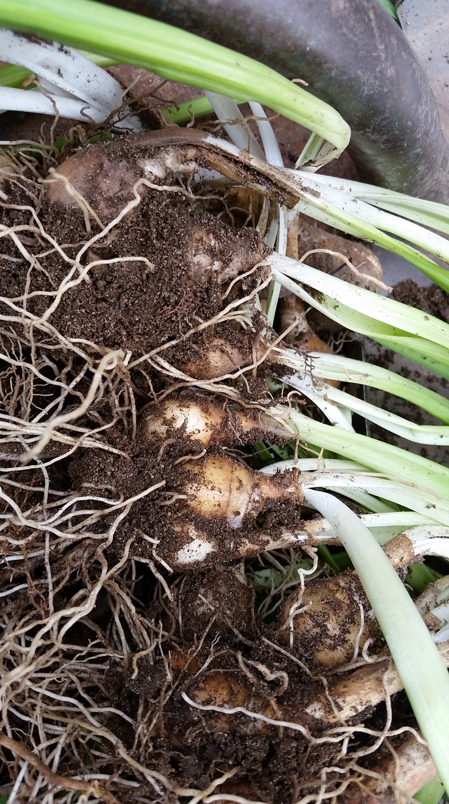 Just some of the daffodil bulbs I dug up and found new homes for in the spring.
