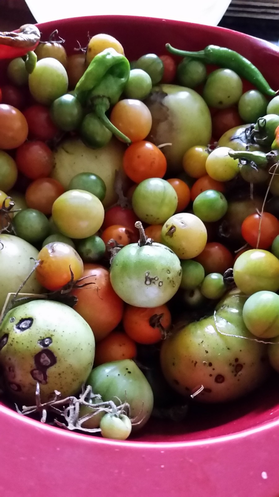 tomato-gleaning