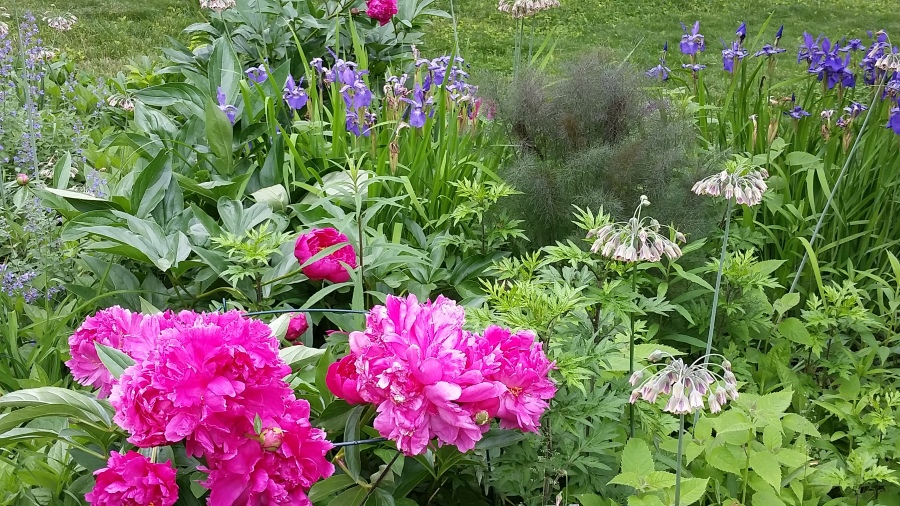 peonies fuscia and other plants