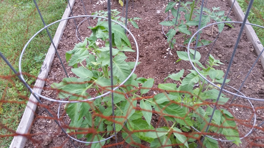 tomato plants from Mississippi