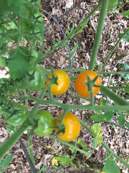 tomatoes july 4 2018