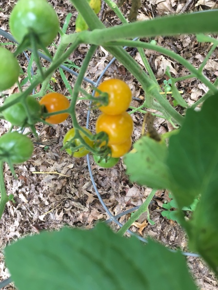 tomatoes2 july 4 2018