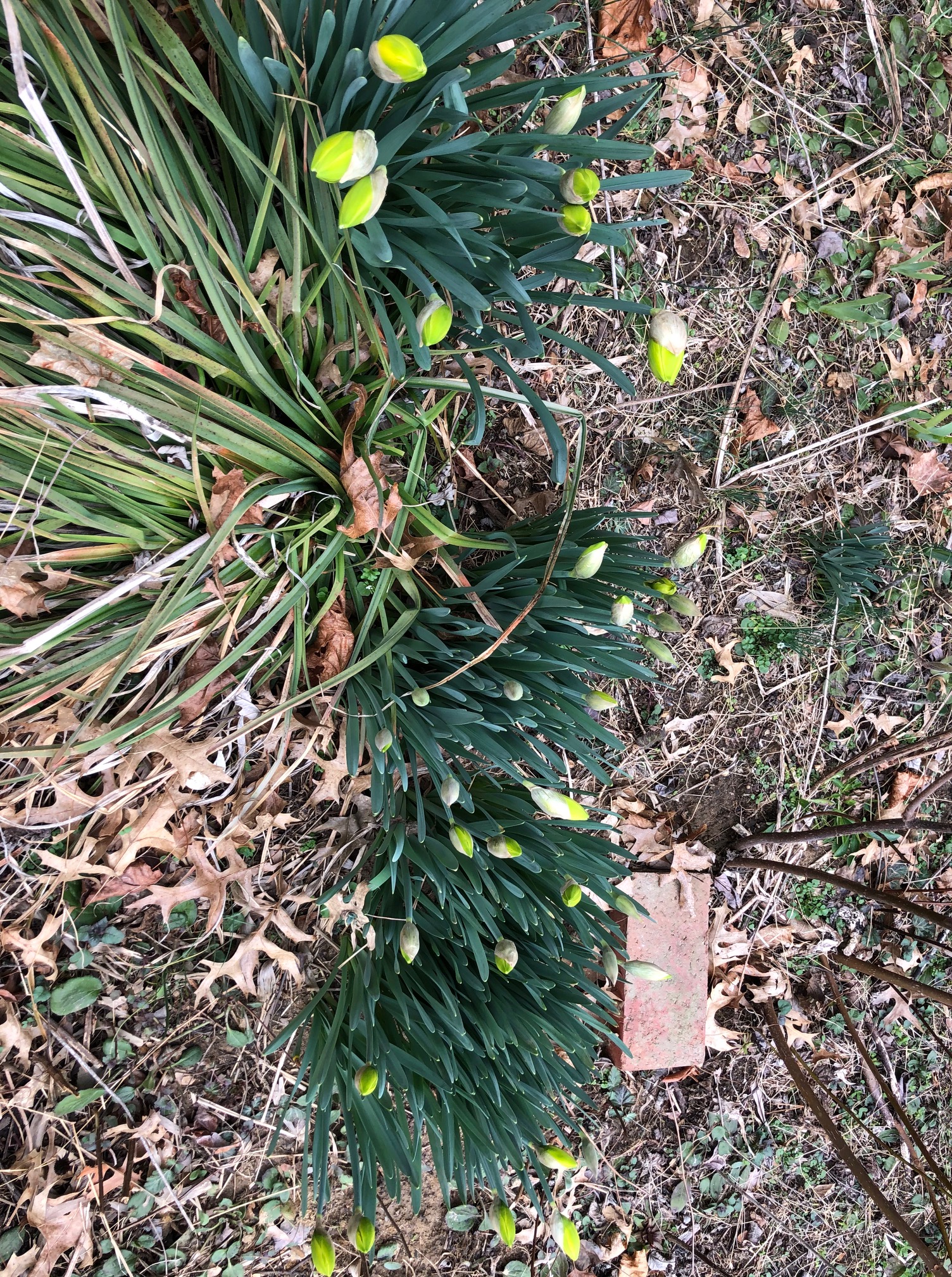 daffodil clump 2020