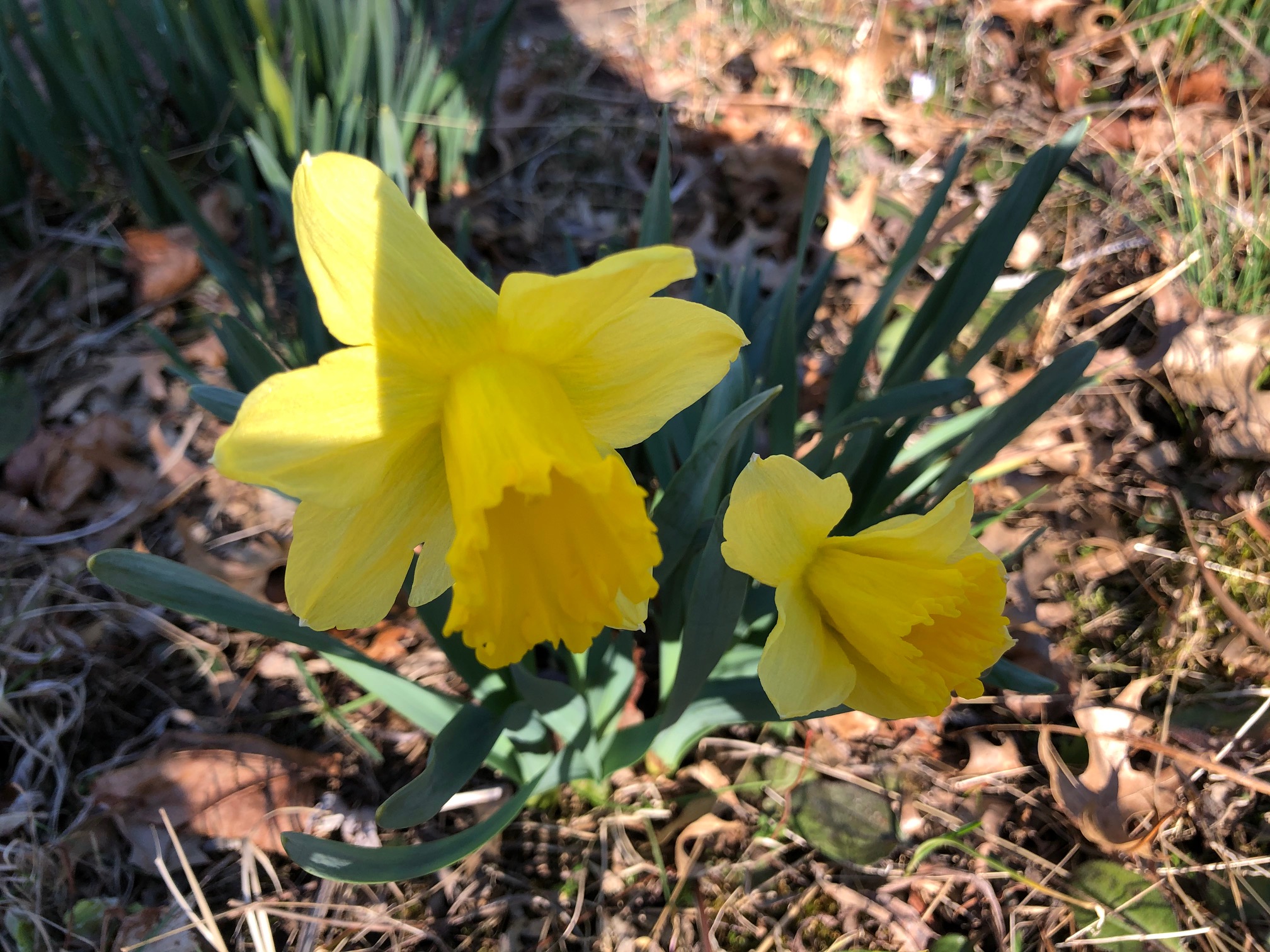 daffodils1 2020