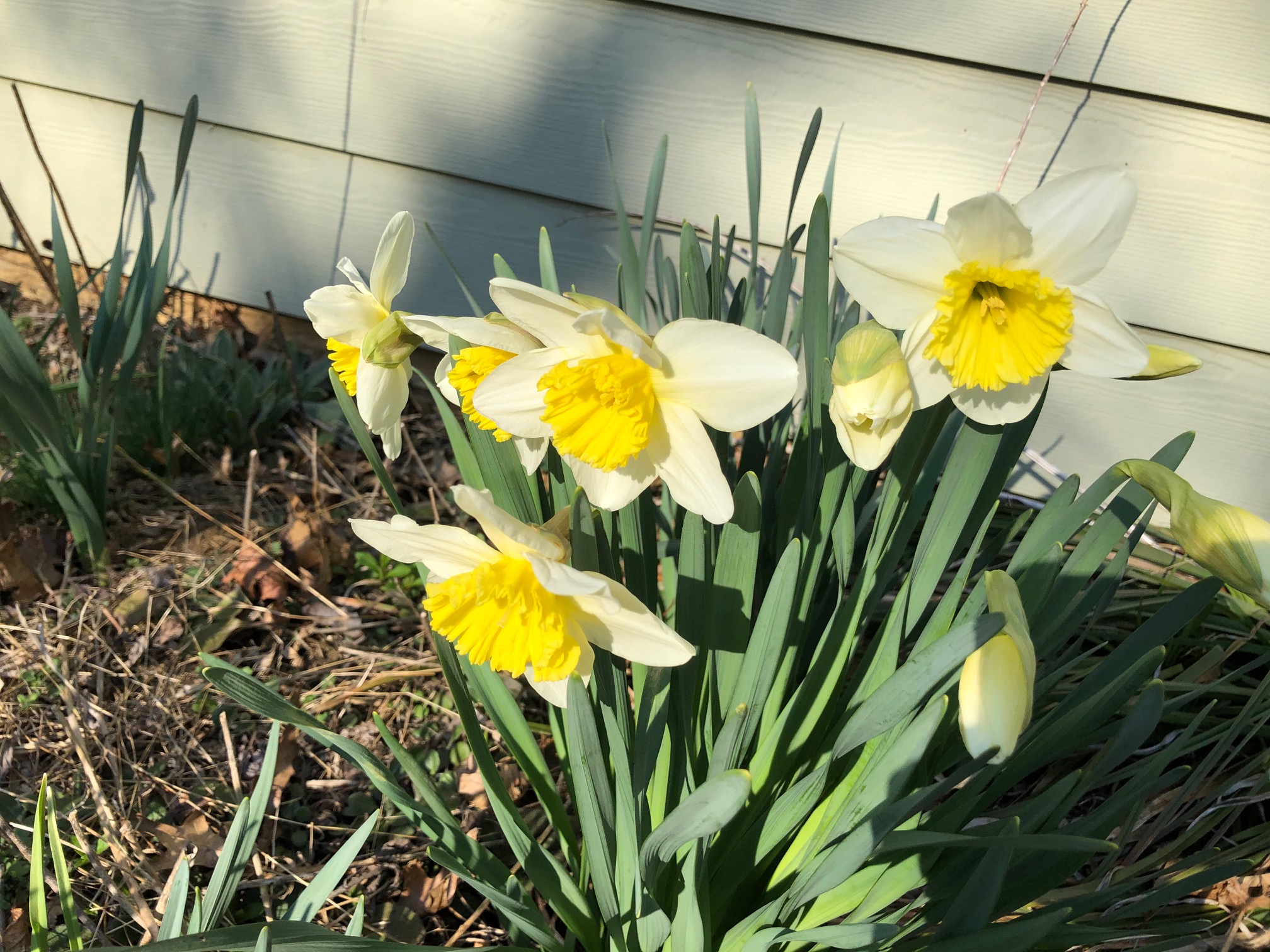 daffodils2 2020