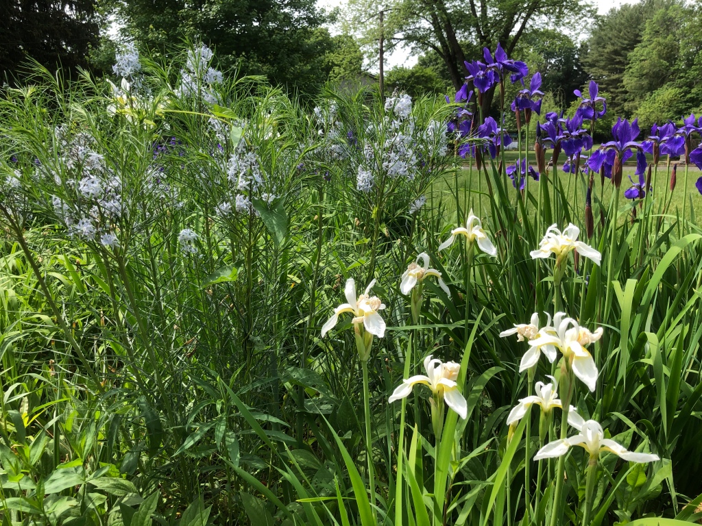 Amsonia plus purple and white Siberian irises