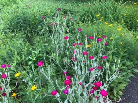 rose campion and coreopsis